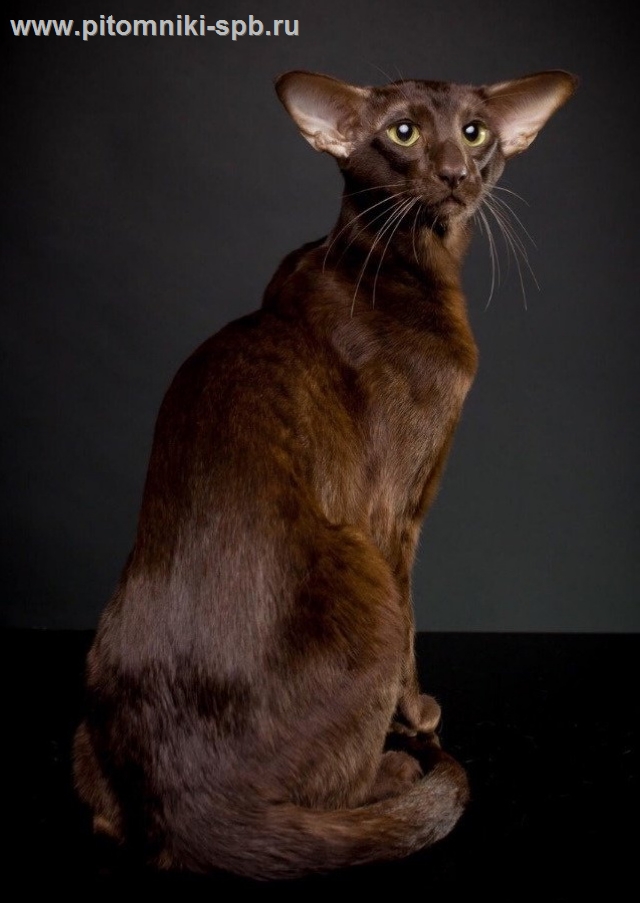 Котята Ориенталы Фото